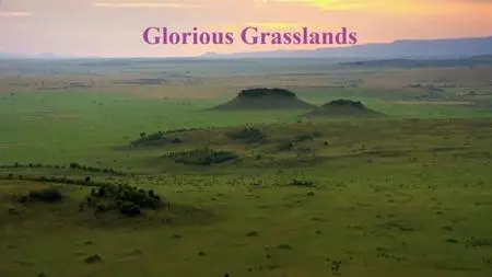 Doclights - Glorious Grasslands (2021)