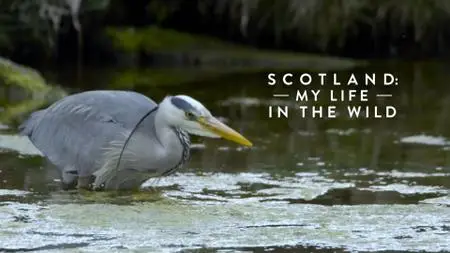 Ch4. - Scotland: My Life in the Wild (2020)