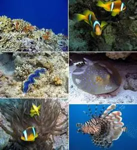 Red Sea Pictures