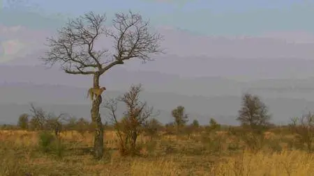 BBC Natural World - Cheetahs: Growing Up Fast (2017)