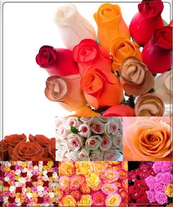 Roses