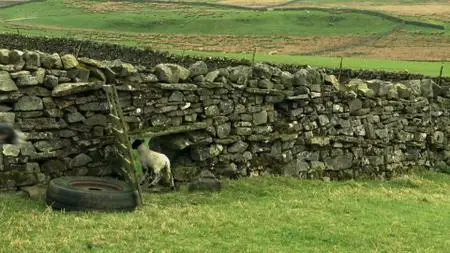 BBC - Addicted to Sheep (2016)
