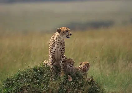 Guepard - 13 UHQ