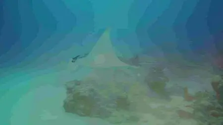 The Last Reef (2012)