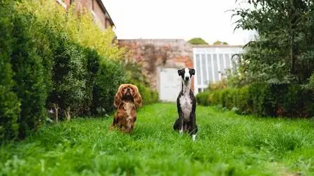 Guide To Launching A Successful Dog Boarding Business