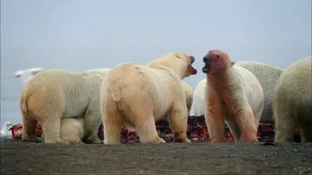 PBS - The Great Polar Bear Feast (2016)