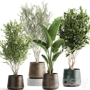 3DSKY - Collection of tree plants in outdoor metal rusty pots Banana palm, . Set 949