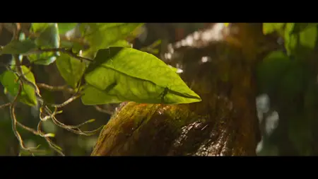 Jungle Cruise (2021)