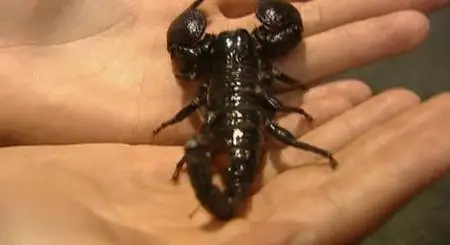 BBC: Безжалостные убийцы