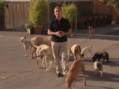 Mastering Leadership Series Vol 3 - Your New Dog - First Day and Beyond