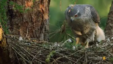 Smithsonian Channel - New Forest: The Crown's Hunting Ground (2021)