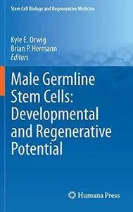 Male Germline Stem Cells: Developmental and Regenerative Potential