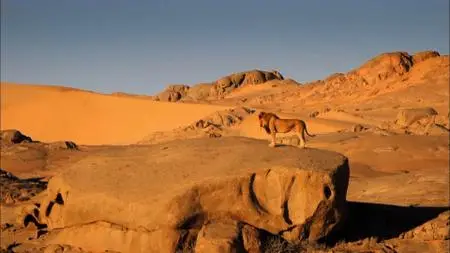 Smithsonian Channel - Desert Warriors: Lions of the Namib (2015)