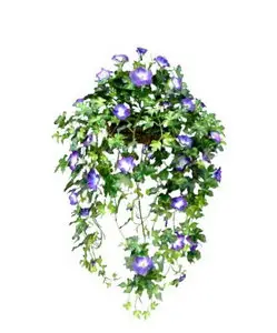 Morning Glory Hanging Basket 