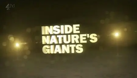 Channel 4 – Inside Natures Giants (Series 2) 