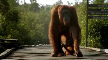 BBC - Natural World: The Orangutan King (2004)