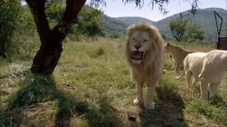 The Lion Ranger (2010)