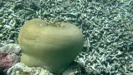 Ocean Giants (2013)