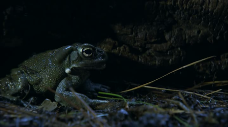 Discovery Channel - Speed of Life (2010)