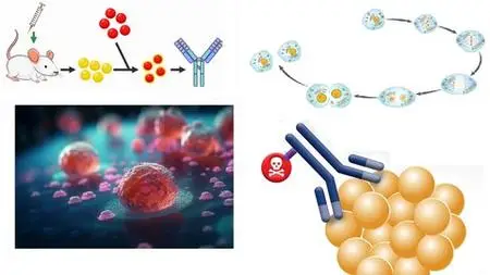 Understanding Cell Cycle, Cancer And Monoclonal Antibodies