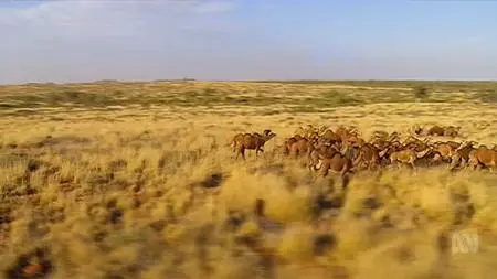 ABC - Running Wild Australia's Camels (2016