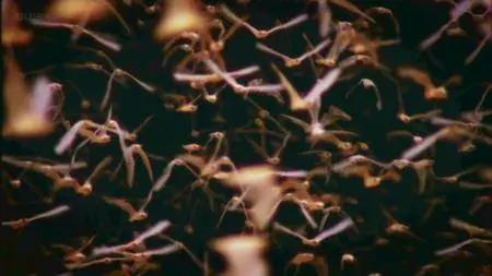BBC - Charles Darwin and the Tree of Life (2009)