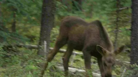 BBC - Natural World: Meet the Moose Family (2016)
