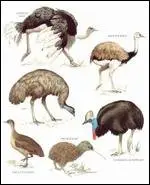 Longman illustrated animal encyclopedia - Birds