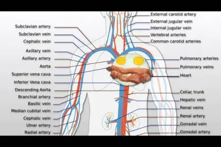 Latest in Clinical Nutrition - Volume 8