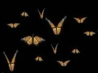 Butterflies Screensaver 3.6.0 FULL 