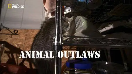 National Geographic - Animal Outlaws (2017)