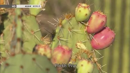 NHK Great Nature - Biggest and Wildest Cacti: The Sonoran Desert (2012)