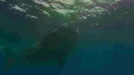 The Last Reef (2012)