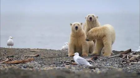 PBS - The Great Polar Bear Feast (2016)