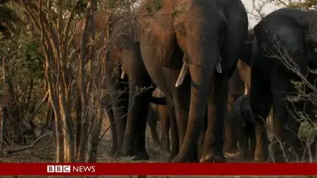 BBC - Botswana: Trouble in the Elephant Sanctuary (2019)