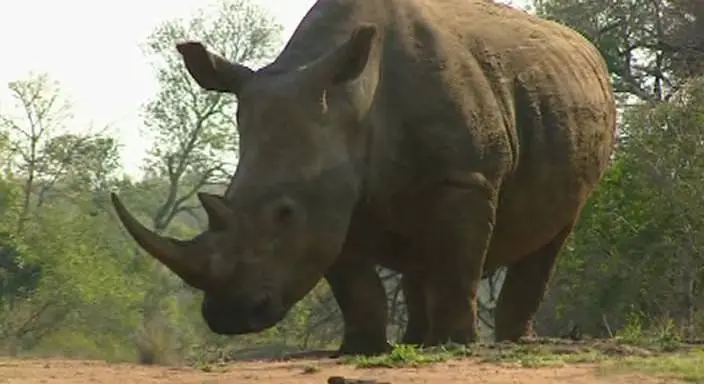 BBC: Безжалостные убийцы