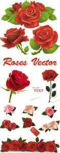 Roses Vector