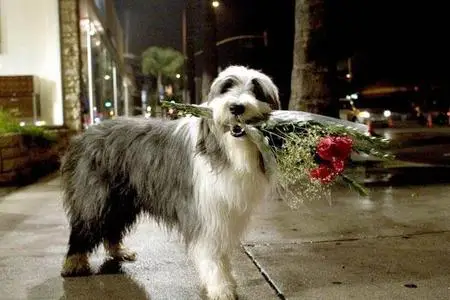[RS-P] The Shaggy Dog (Raymond) [DVD-R]