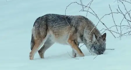 Russland - Im Reich der Tiger, Bären und Vulkane (2011)