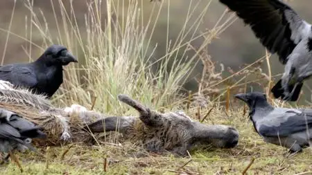 Wild Britain S01E06
