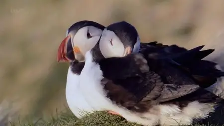 ITV - Alison Steadman's Shetland (2014)