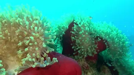 Adventure Coral Reef Under The Sea Of Egypt (2012)