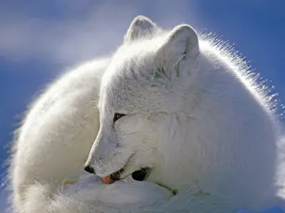 Arctic Fox
