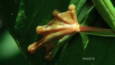 PBS - NATURE: Fabulous Frogs (2014)