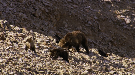 America's Greatest Animals (2012)