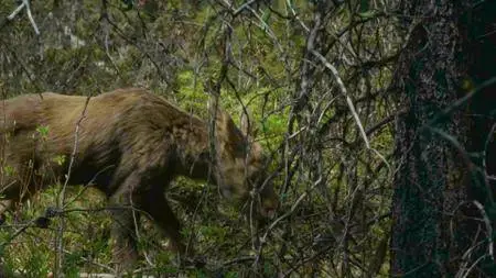 BBC - Natural World: Meet the Moose Family (2016)