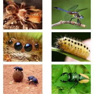 Wallpapers Collection (Animals). Set 12