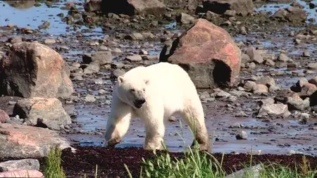 Polar Bears: A Summer Odyssey (2012)