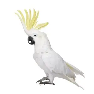Parrots