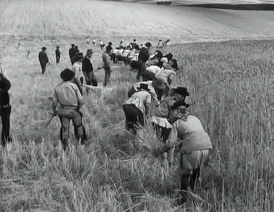 O Trigo e o Joio / The Wheat and the Tares (1965)
